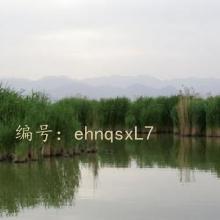 ָ